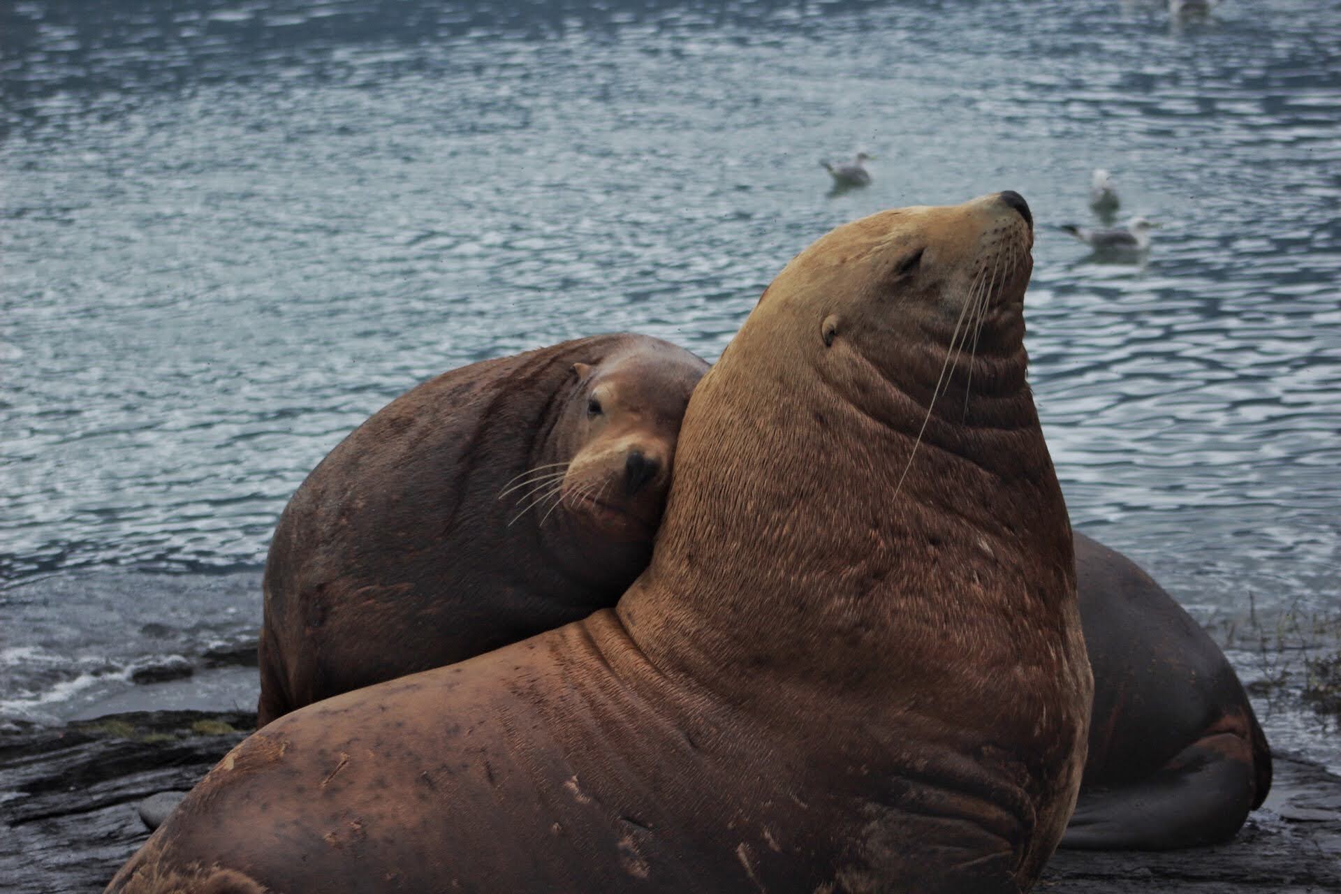 Sealions Photo